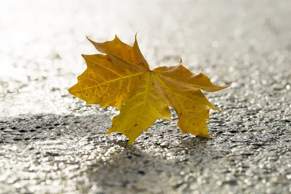 Hoja de arce amarillo sobre asfalto — Foto de Stock