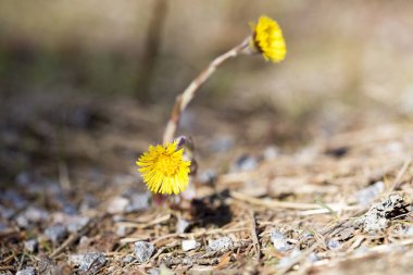 Tussilago farfara yakın çekim 