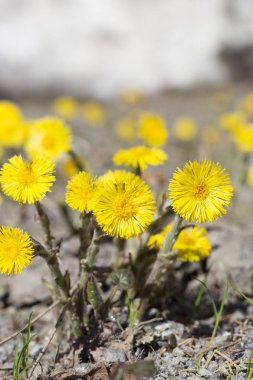Tussilago farfara yakın çekim 