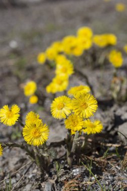 Tussilago farfara yakın çekim 