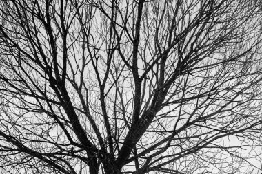 Güzel kış manzara dağlarda. Güneş doğuyor. Carpatian vadi sis ve kar yağışı ile. Kış Karpatlar. Erken sabah hafif bir dağ tepe üzerinde yatıyordu.