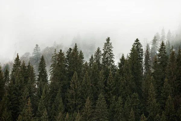 Güzel kış manzara dağlarda. Güneş doğuyor. Carpatian vadi sis ve kar yağışı ile. Kış Karpatlar. Erken sabah hafif bir dağ tepe üzerinde yatıyordu.