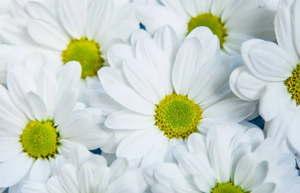Gartenblumen über bemaltem Holztischhintergrund. Hintergrund mit Kopierraum. schöne Blumen auf hölzernem Hintergrund, blumigem Hintergrund, Blumenrand. — Stockfoto