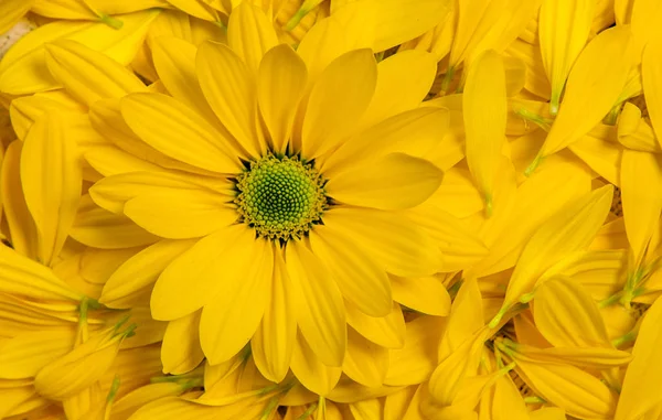 Trädgård blommor över målade träbord bakgrund. Bakgrunden med kopia utrymme. Vackra blommor på trä bakgrund, blommig bakgrund, blomma gränsen. — Stockfoto