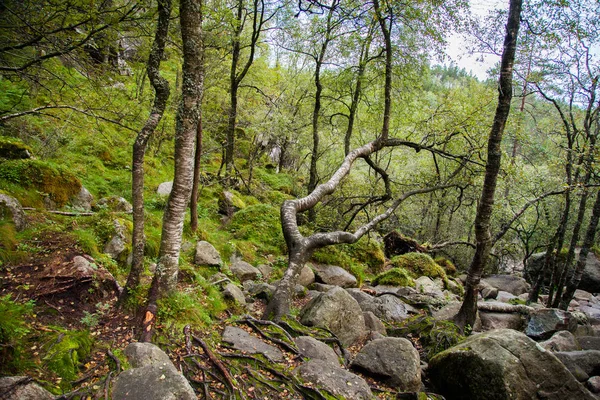 Norveç'te renkli dağ sahneleri. Güzel manzara Norveç, Scandinavia. Norveç dağ manzarası.