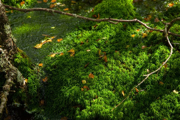 Norveç'te renkli dağ sahneleri. Güzel manzara Norveç, Scandinavia. Norveç dağ manzarası.