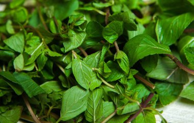 Beyaz arkaplanda izole edilmiş taze çiğ nane yaprakları