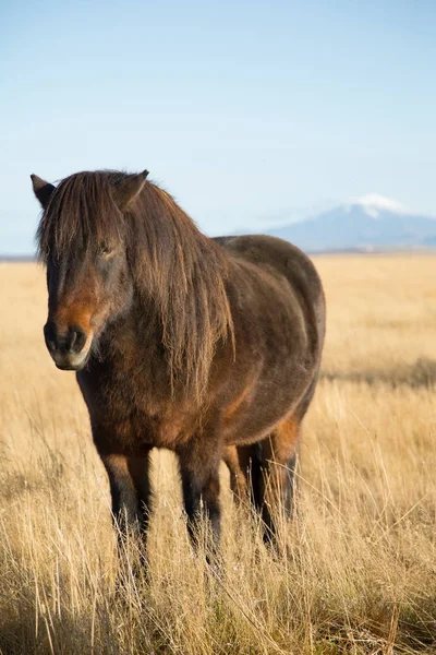 Piękne Konie Islandzkie w Islandii — Zdjęcie stockowe