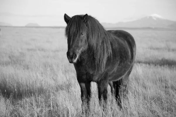 Hermosos caballos islandeses en Islandia —  Fotos de Stock