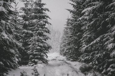 Kar kış ormanda. Bir patika ile dağ manzarası. Güneşli gün ve soğuk hava