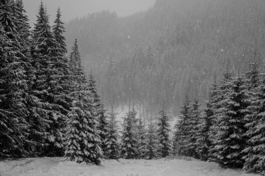 Kar kış ormanda. Bir patika ile dağ manzarası. Güneşli gün ve soğuk hava