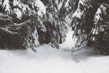 Kar kış ormanda. Bir patika ile dağ manzarası. Güneşli gün ve soğuk hava
