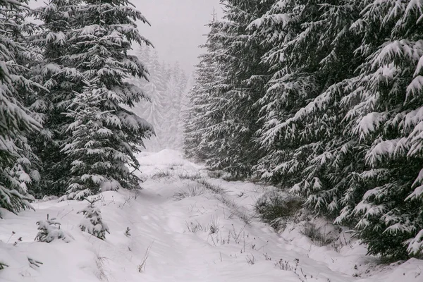 Köyün kış dağlarda Panoraması karla kaplı. Kış manzarası. Özgürlük ve yalnızlık kavramını.