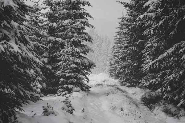 Winterwald Schnee Berglandschaft Mit Fußweg Sonniger Tag Und Frostiges Wetter — Stockfoto