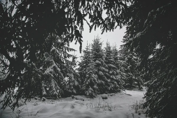 Winter Forest Snow Mountain Landscape Footpath Sunny Day Frosty Weather — Stock Photo, Image