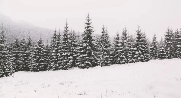 Kar kış ormanda. Bir patika ile dağ manzarası. Güneşli gün ve soğuk hava