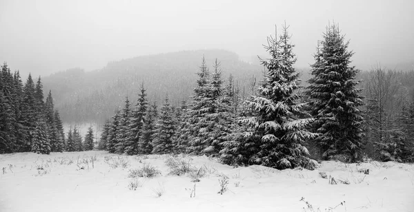 Winterwald Schnee Berglandschaft Mit Fußweg Sonniger Tag Und Frostiges Wetter — Stockfoto