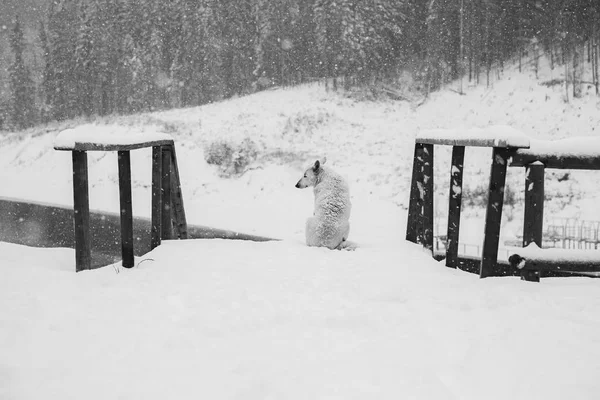 Dog sitting and looking at forest. A sad dog stands in winter. Lonely dog on a snowy day