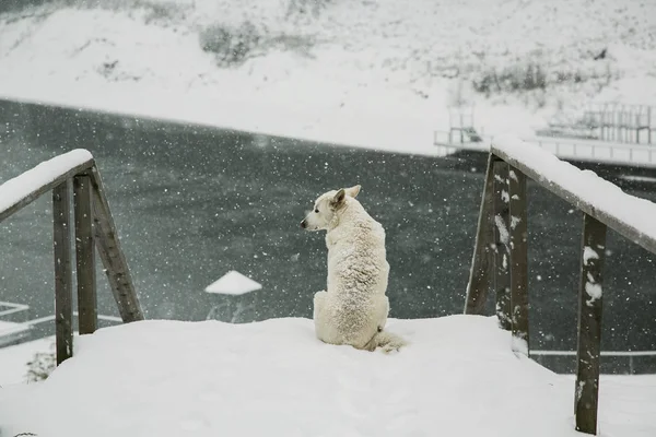 Dog sitting and looking at forest. A sad dog stands in winter. Lonely dog on a snowy day