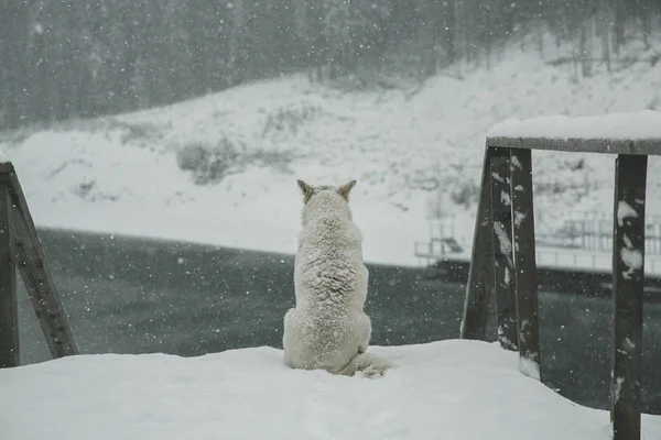 Dog sitting and looking at forest. A sad dog stands in winter. Lonely dog on a snowy day