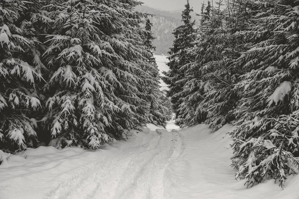 Winterwald Schnee Berglandschaft Mit Fußweg Sonniger Tag Und Frostiges Wetter — Stockfoto