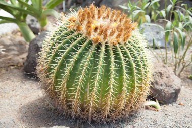 Yaz aylarında Bahçe kaktüs ayrıntı görünümü. Tenerife alanında kaktüs. 