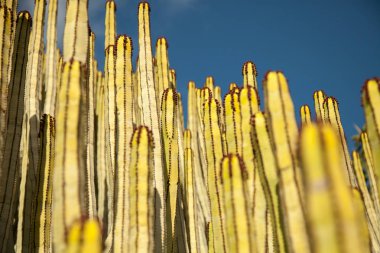 Yaz aylarında Bahçe kaktüs ayrıntı görünümü. Tenerife alanında kaktüs. 
