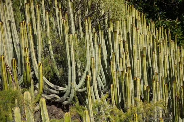 Vista Detallada Del Cactus Jardín Verano Campo Cactus Tenerife — Foto de Stock