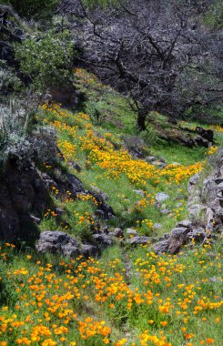 Çiçekli güzel dağ manzarası. Çiçek açan nergis Tenerife. Teide Milli Parkı.