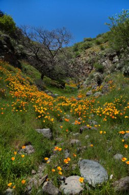 Çiçekli güzel dağ manzarası. Çiçek açan nergis Tenerife. Teide Milli Parkı.