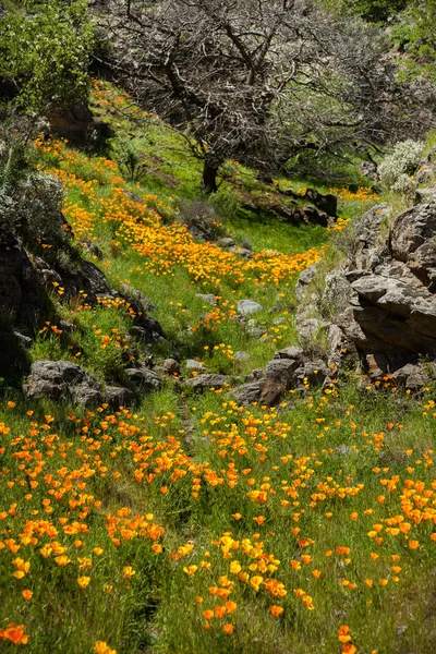 Hermoso Paisaje Montaña Con Flores Narciso Floreciente Tenerife Parque Nacional — Foto de Stock