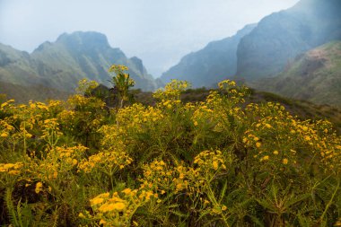 Volkan Teide ve lav sahne Teide Milli Parkı'nda, Teide Milli Parkı Tenerife, Kanarya Adaları, İspanya caldera Rocky volkanik manzara