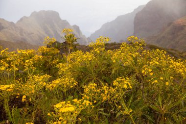 Volkan Teide ve lav sahne Teide Milli Parkı'nda, Teide Milli Parkı Tenerife, Kanarya Adaları, İspanya caldera Rocky volkanik manzara