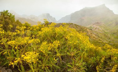 Volkan Teide ve lav sahne Teide Milli Parkı'nda, Teide Milli Parkı Tenerife, Kanarya Adaları, İspanya caldera Rocky volkanik manzara