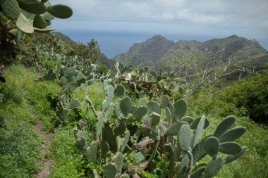 Volkan Teide ve lav sahne Teide Milli Parkı'nda, Teide Milli Parkı Tenerife, Kanarya Adaları, İspanya caldera Rocky volkanik manzara