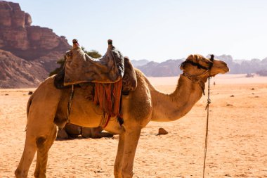 Ürdün 'deki Wadi Rum Çölü. Günbatımında. Kum tepeciğindeki güzel kum desenli panorama. Ürdün 'deki çöl manzarası.