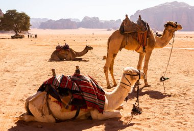Ürdün 'deki Wadi Rum Çölü. Günbatımında. Kum tepeciğindeki güzel kum desenli panorama. Ürdün 'deki çöl manzarası.