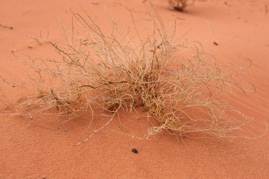 Ürdün 'deki Wadi Rum Çölü. Günbatımında. Kum tepeciğindeki güzel kum desenli panorama. Ürdün 'deki çöl manzarası.