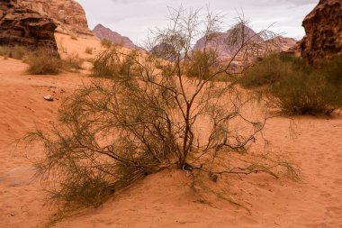 Ürdün 'deki Wadi Rum Çölü. Günbatımında. Kum tepeciğindeki güzel kum desenli panorama. Ürdün 'deki çöl manzarası.