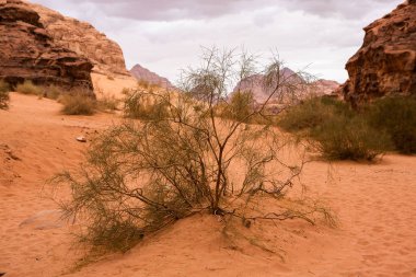 Ürdün 'deki Wadi Rum Çölü. Günbatımında. Kum tepeciğindeki güzel kum desenli panorama. Ürdün 'deki çöl manzarası.