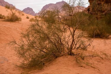 Ürdün 'deki Wadi Rum Çölü. Günbatımında. Kum tepeciğindeki güzel kum desenli panorama. Ürdün 'deki çöl manzarası.