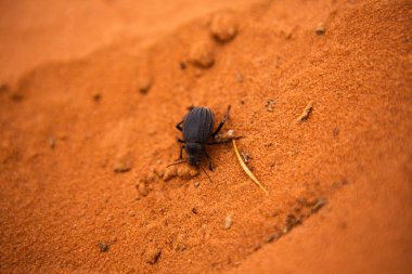 Ürdün 'deki Wadi Rum Çölü. Günbatımında. Kum tepeciğindeki güzel kum desenli panorama. Ürdün 'deki çöl manzarası.