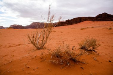 Ürdün 'deki Wadi Rum Çölü. Günbatımında. Kum tepeciğindeki güzel kum desenli panorama. Ürdün 'deki çöl manzarası.