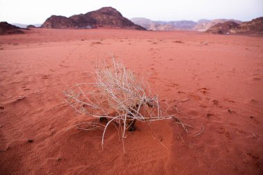 Ürdün 'deki Wadi Rum Çölü. Günbatımında. Kum tepeciğindeki güzel kum desenli panorama. Ürdün 'deki çöl manzarası.