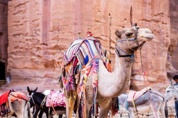 Stenars Skönhet Och Antik Arkitektur Petra Jordanien Forntida Tempel Petra — Stockfoto