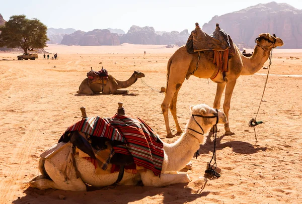 Wadi Rum Öknen Jordanien Solnedgången Panorama Vacker Sand Mönster Dynen — Stockfoto