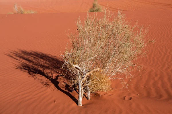 Poušť Wadi Rum Jordánsku Západě Slunce Panorama Krásného Písečného Vzoru — Stock fotografie