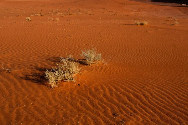 Wadi Rum Deserto Giordania Tramonto Panorama Bel Modello Sabbia Sulla — Foto Stock