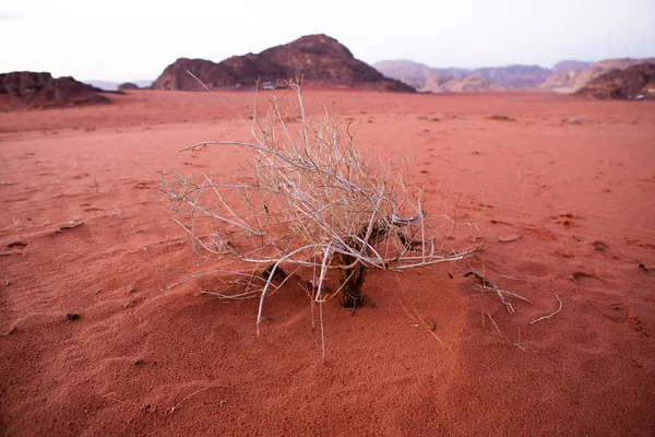 Ürdün 'deki Wadi Rum Çölü. Günbatımında. Kum tepeciğindeki güzel kum desenli panorama. Ürdün 'deki çöl manzarası.