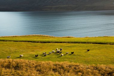 Renkli sonbahar doğası. İzlanda 'ya git. Dağları, gökyüzü ve bulutları olan güzel İzlanda manzarası.